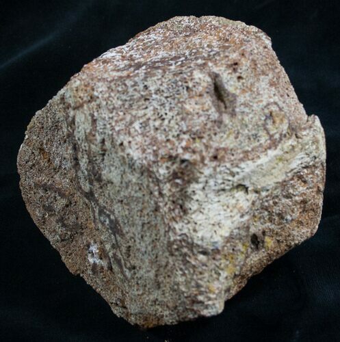 Theropod Vertebra Centrum - Tyrannosaurid? #8209